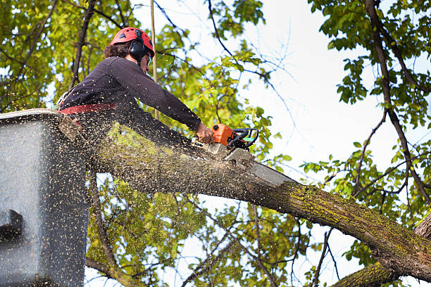 Professional  Tree Services in Dell Rapids, SD